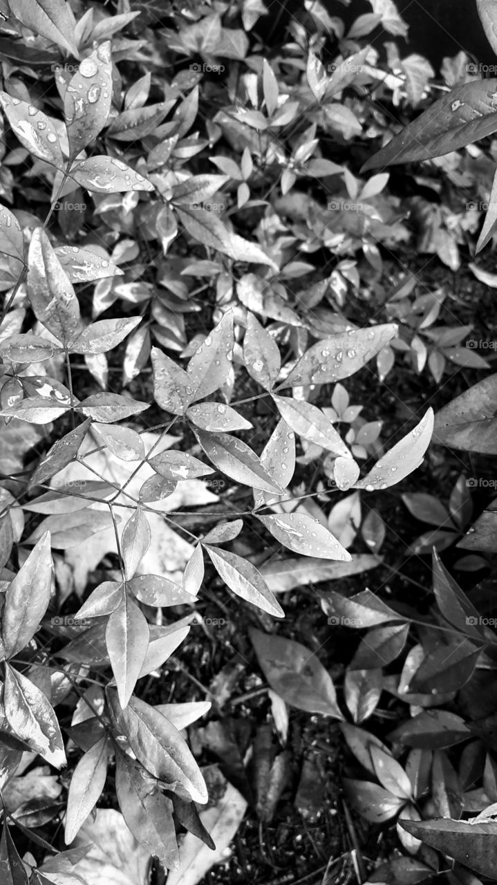 Leaf, Nature, Flora, No Person, Pattern