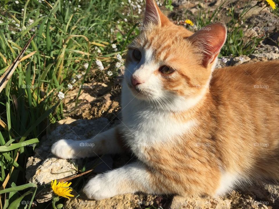 Ginger cat/ kitten lying in the sun