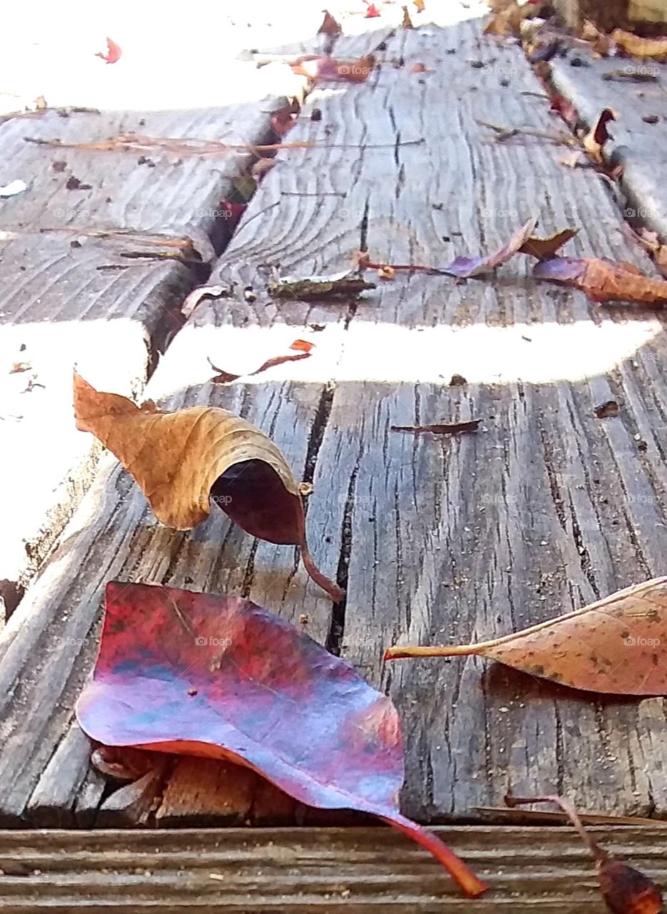 I really need to sweep the leaves off off the deck but I cant they are so pretty I just want to look at them and take photos of them