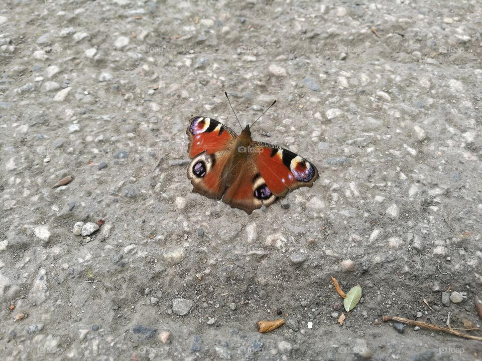 Butterfly posing