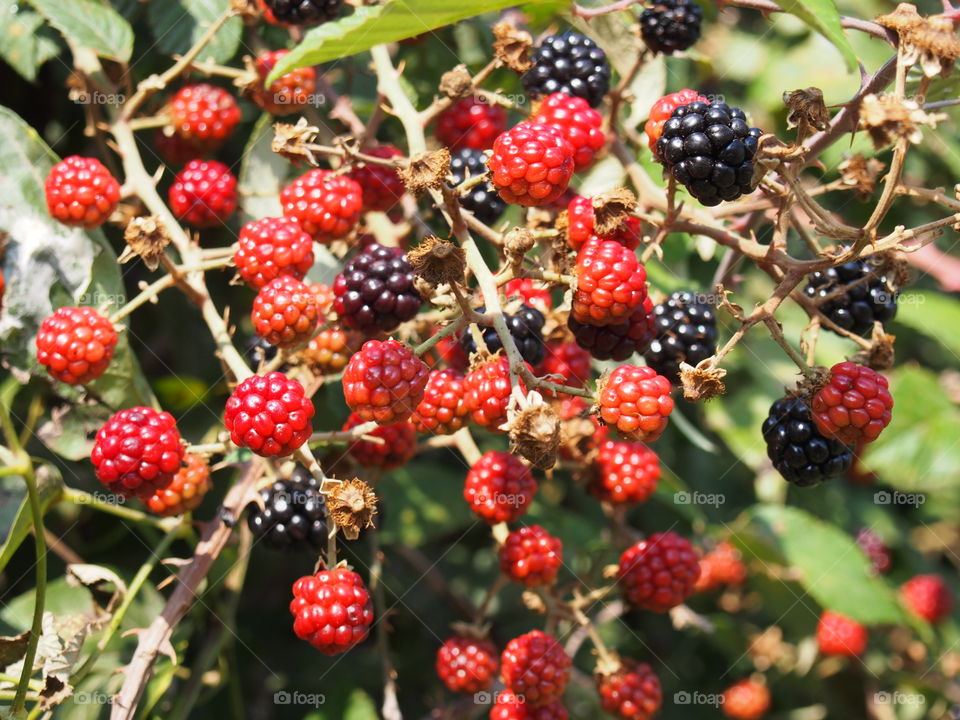 Close-up of blackberries on tree