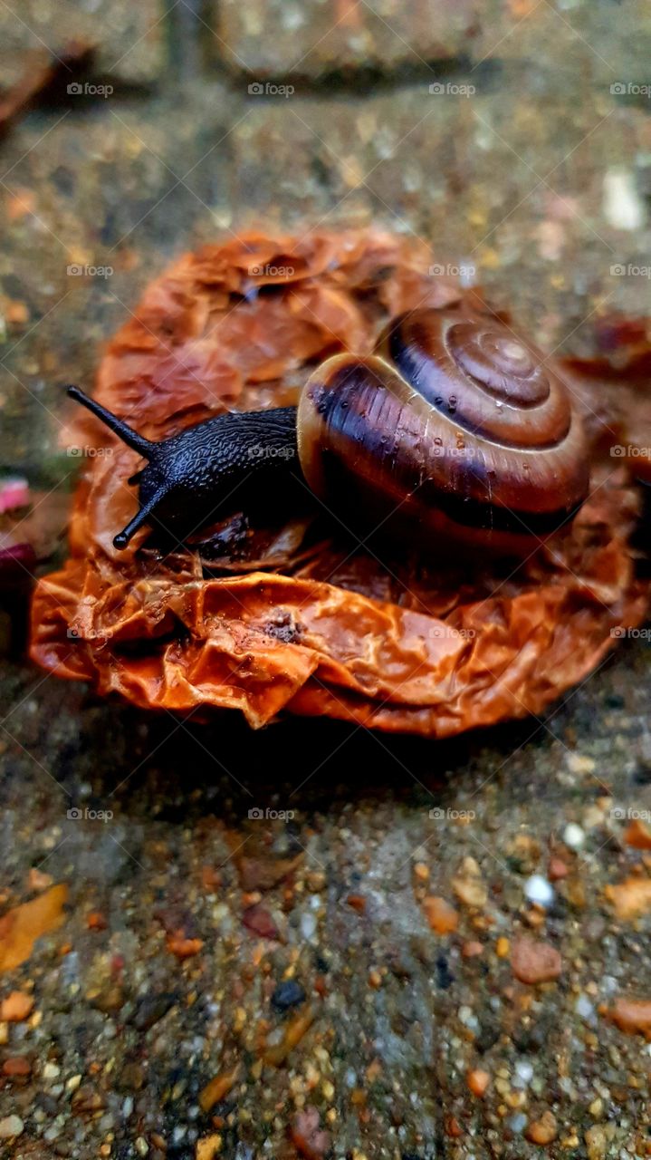 snail