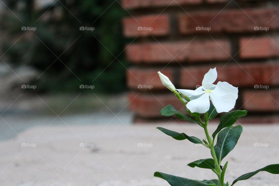 Garden of Five Senses #11. Garden of Five Senses, New Delhi, India 