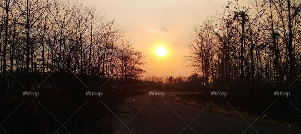 Beautiful sunset views with a lot of trees.