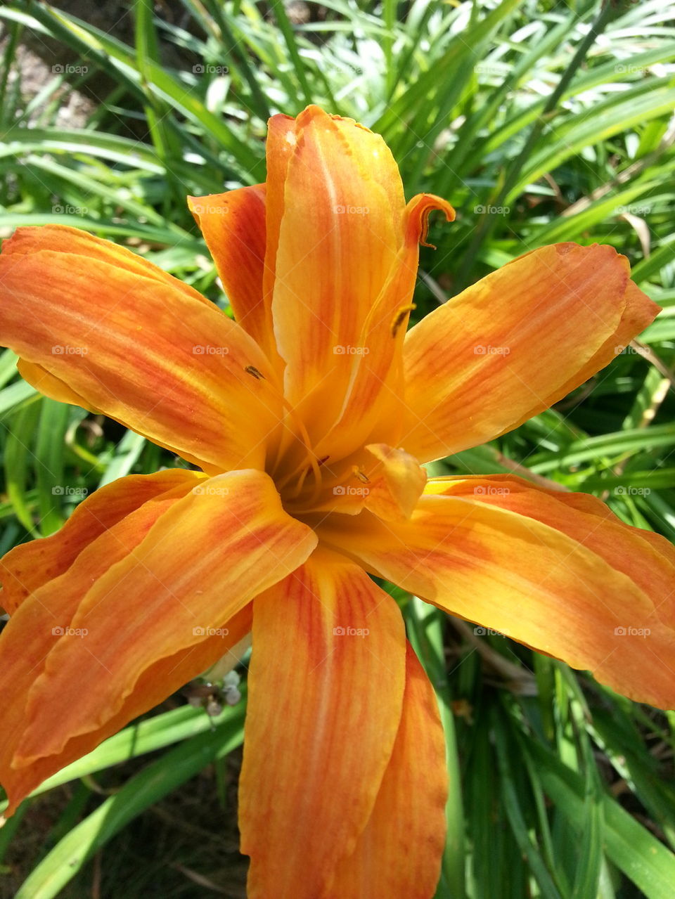 Tiger Lily Closeup