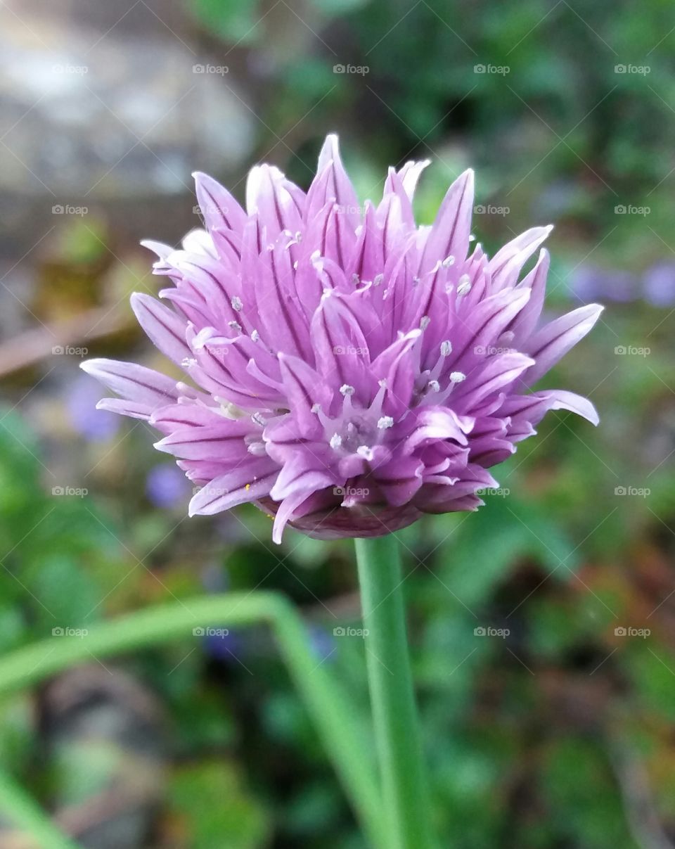 garden flower close-up