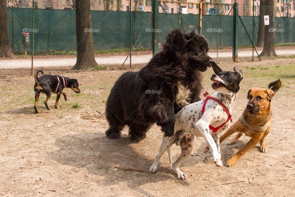 Dogs playing outdoors