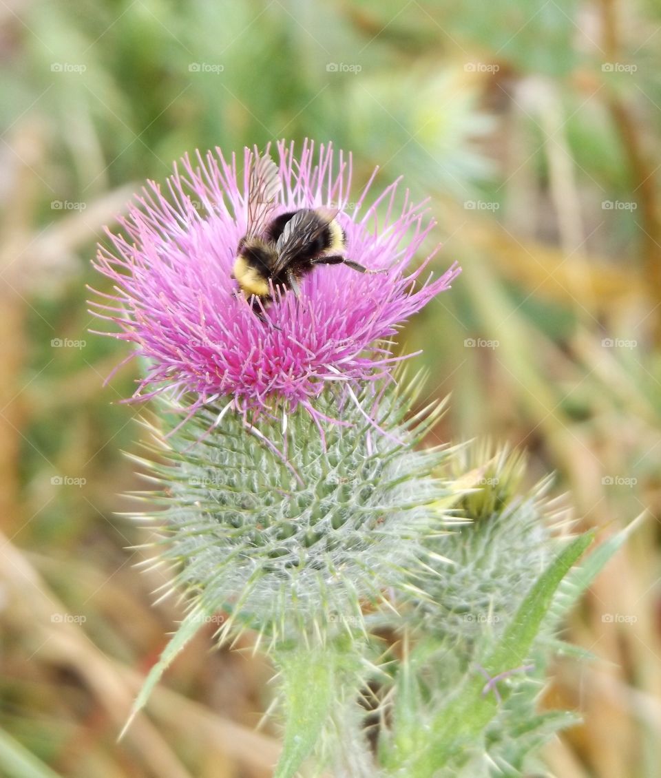 Bee on pink flower