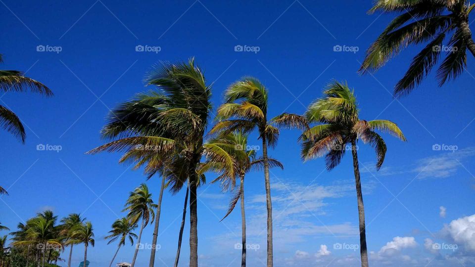 palm trees and blue sky