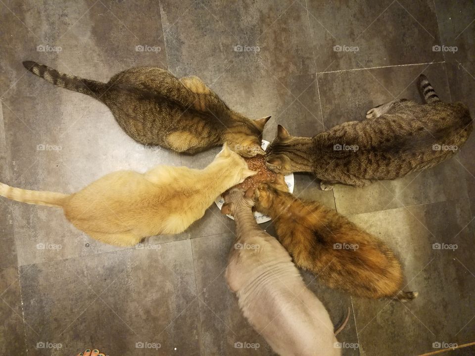 five multicolored cats eating together