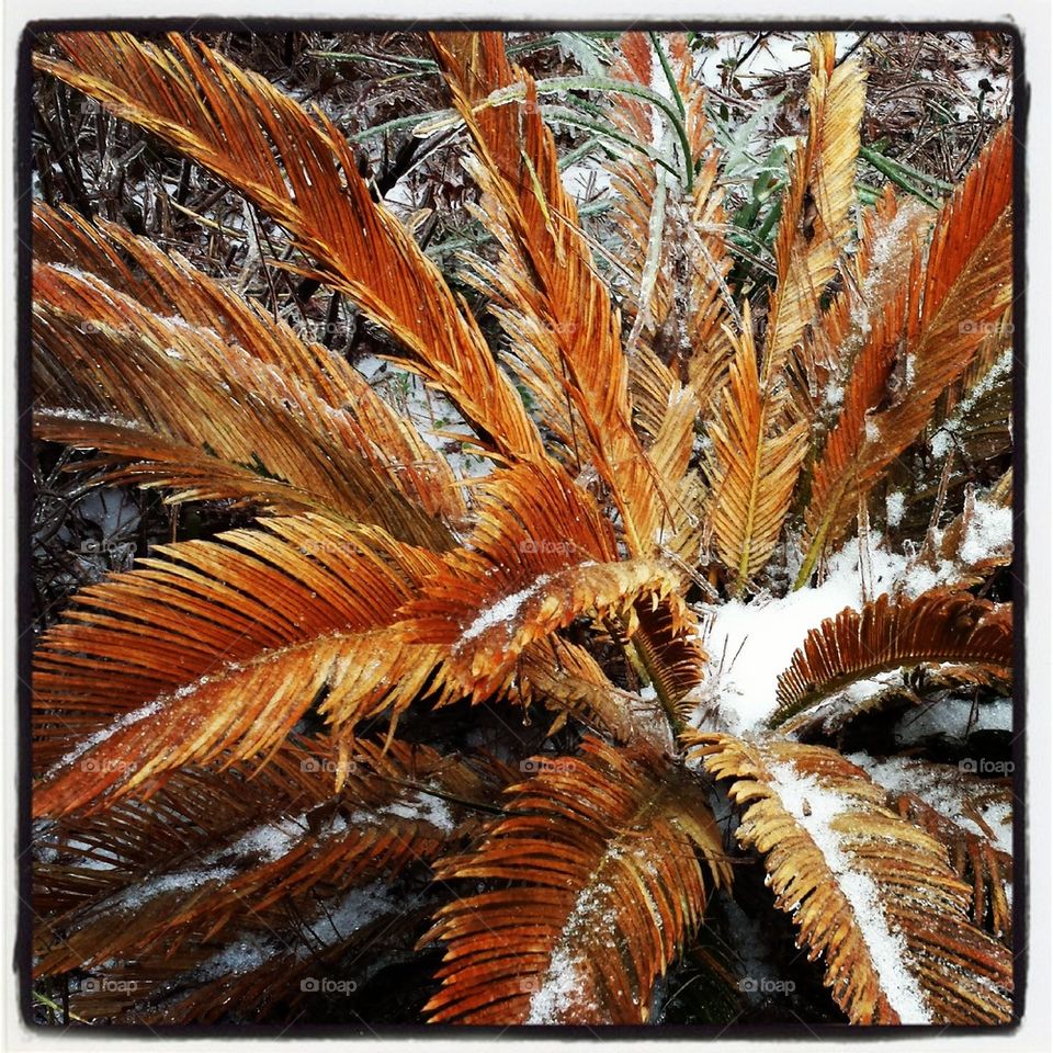 Sago Palm Winter