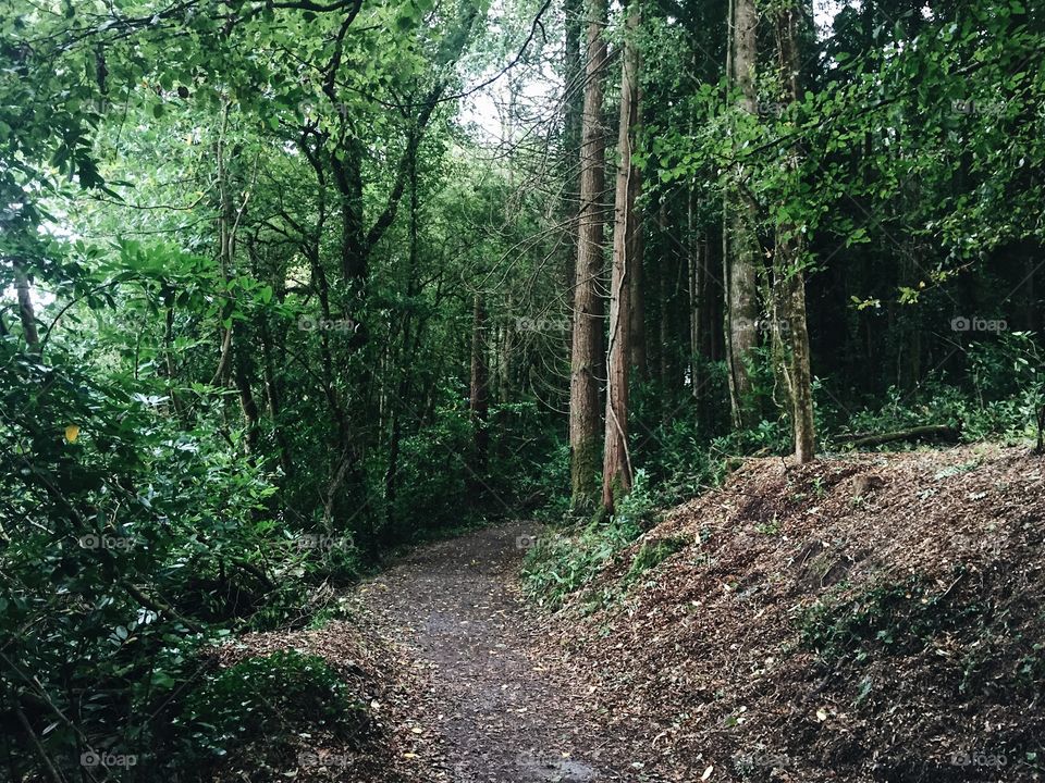 Wood, Landscape, Tree, Leaf, Nature