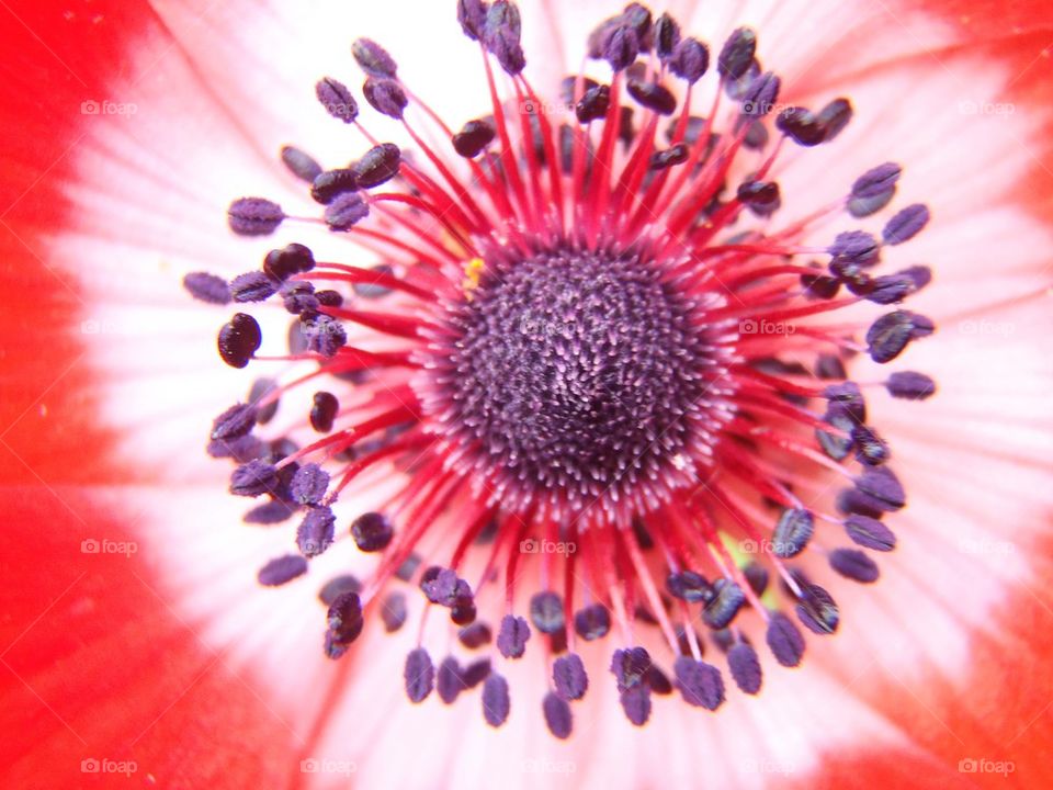 Full frame shot of single flower