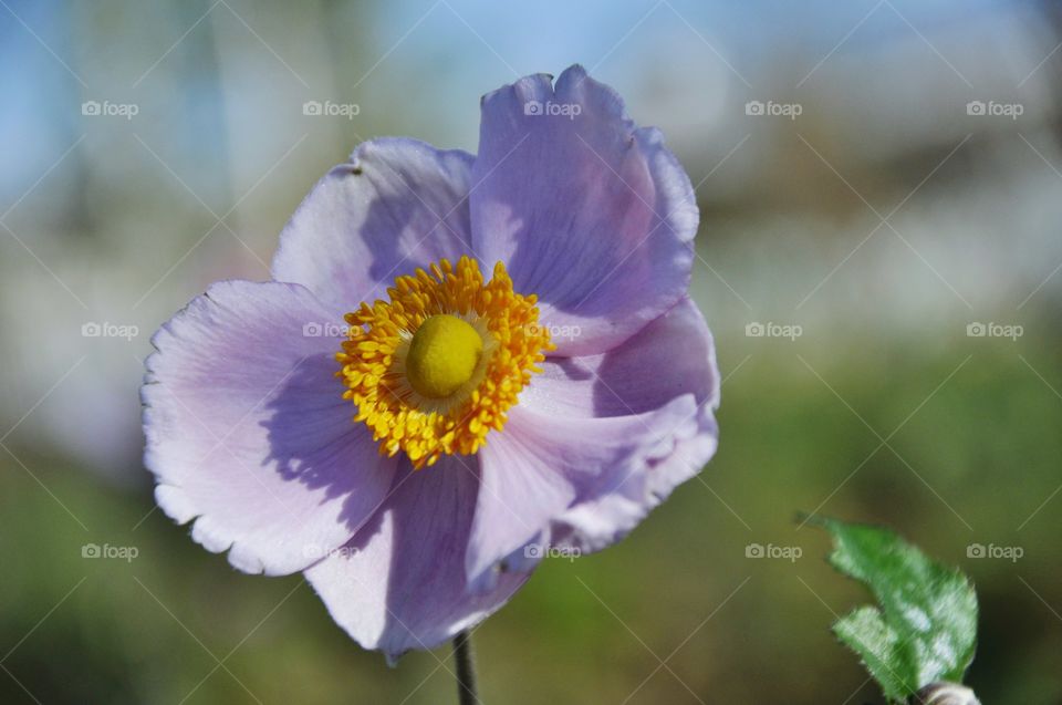 Beautiful Lilac flower