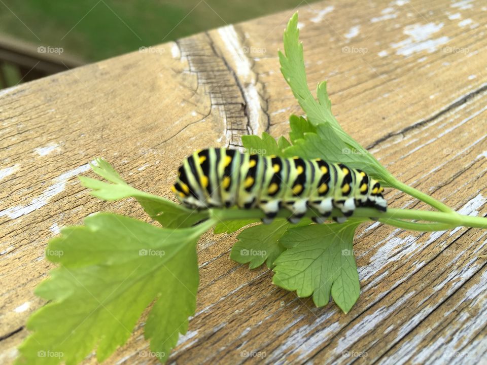 Parsley Eating Caterpillar 