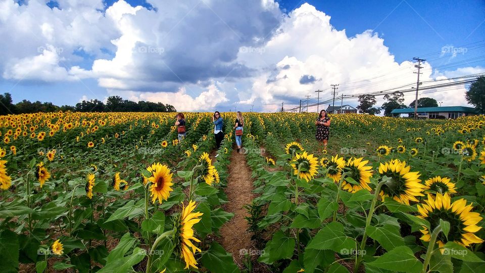 Women in Rows of Sunflowers