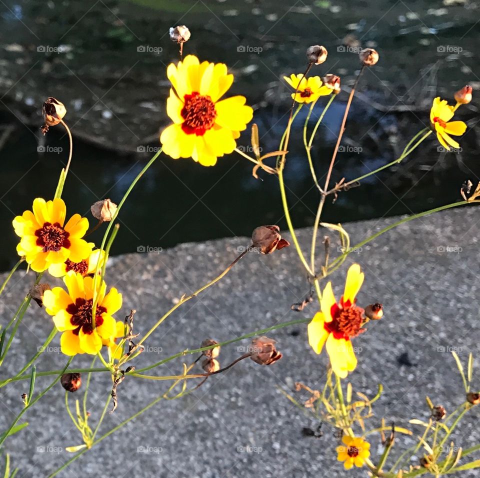 Pretty little yellow and red flowers I find on my evening walk- growing on side of the road.
