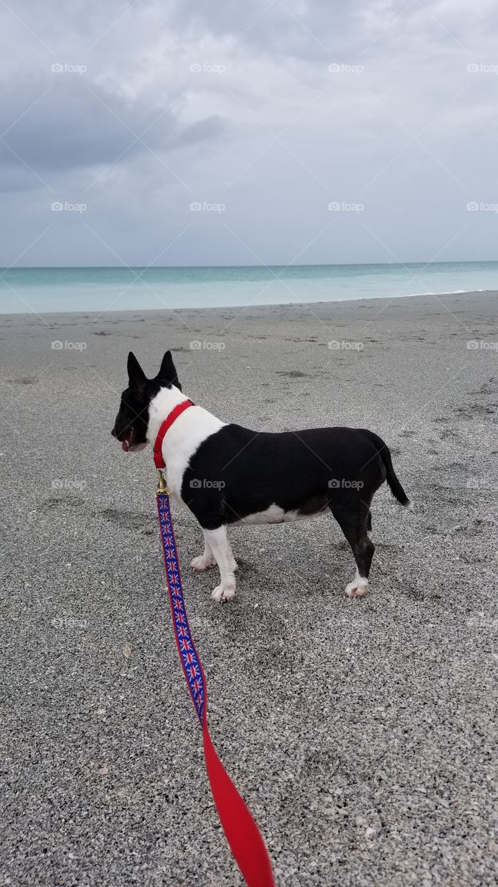 Milli Tot the Miniature Bull Terrier taking in the beautiful beach with its aqua blue water