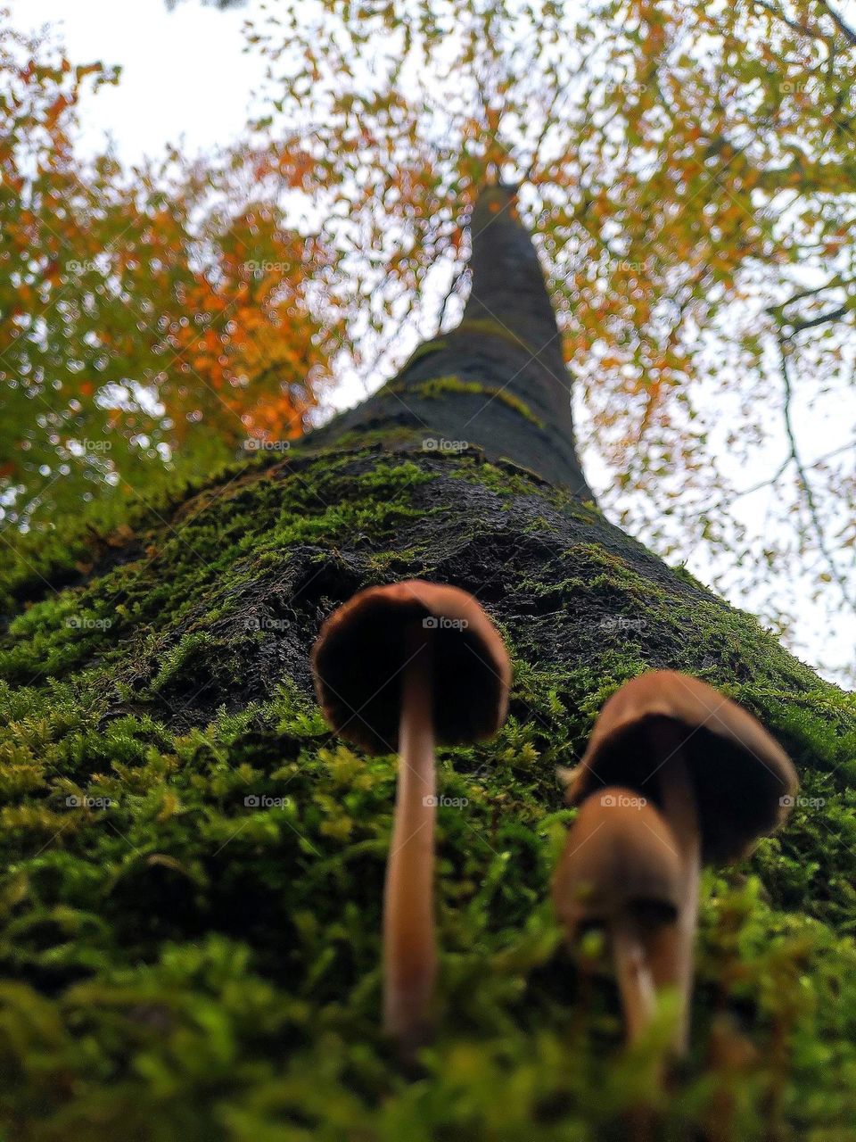 dreaming about being that tall