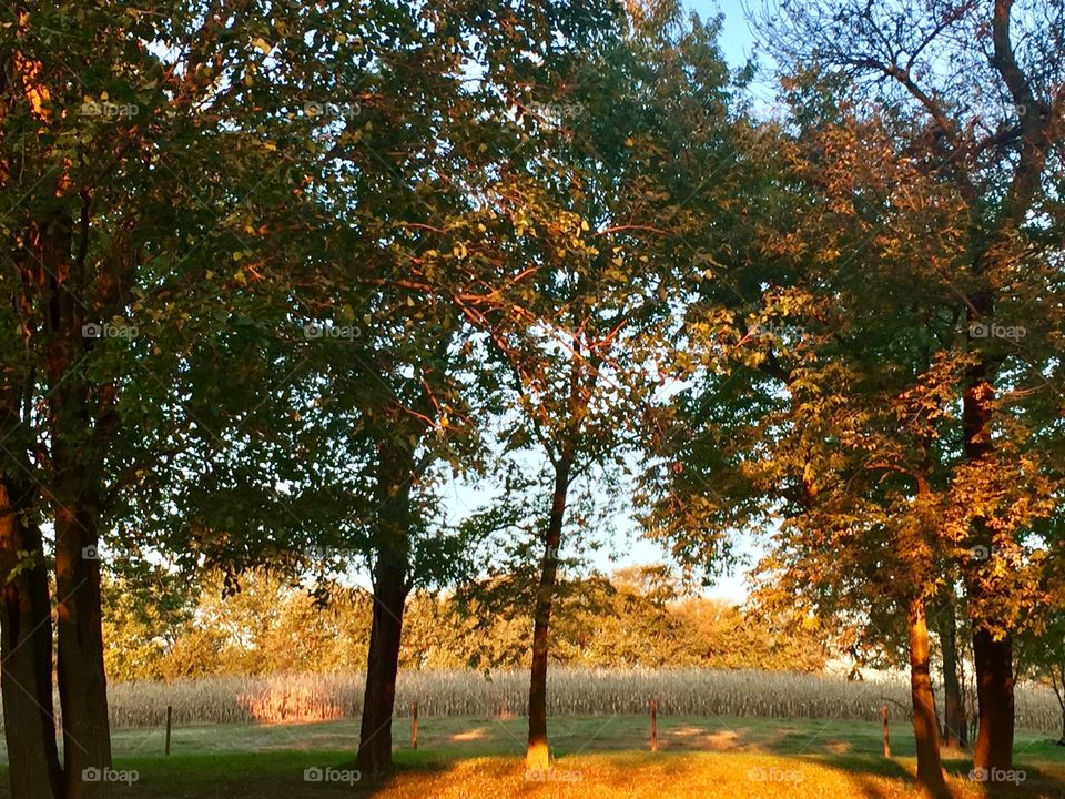 A cornfield seen through a grove of trees, another grove of trees beyond the cornfield 