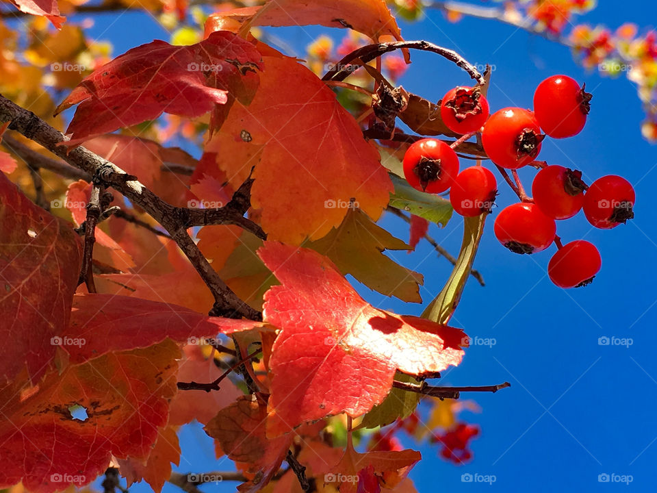 Fall Berries
