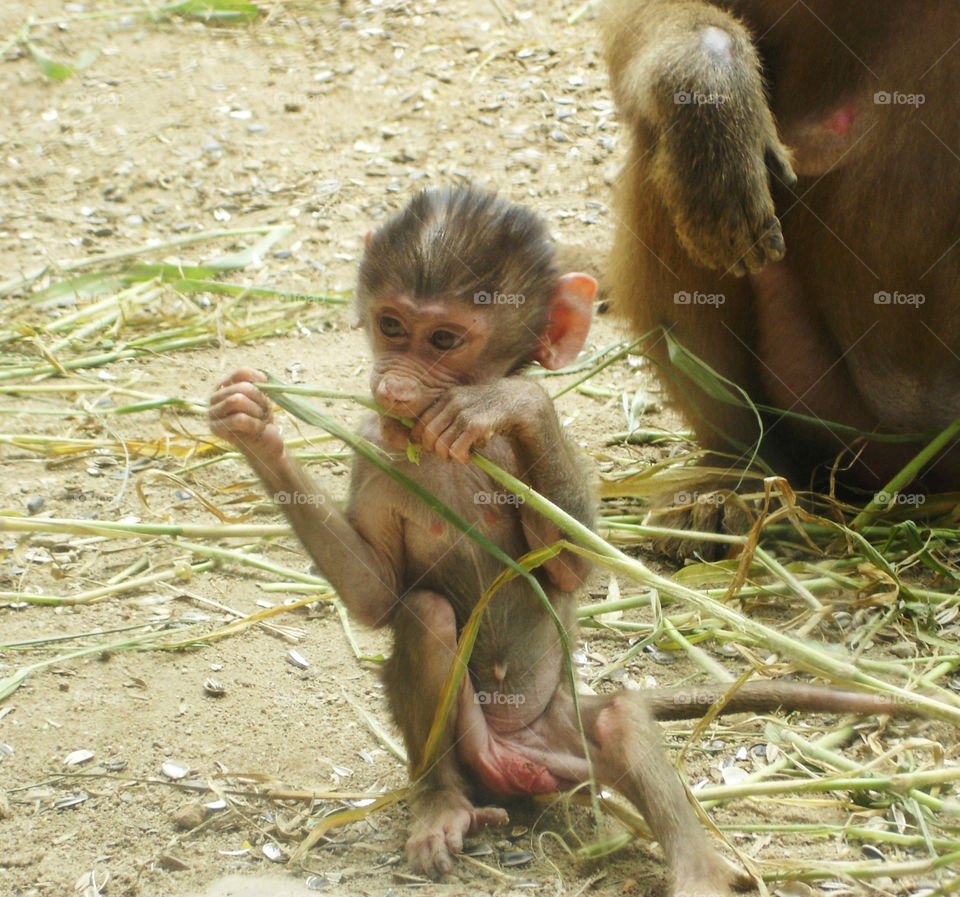 singapore baby animal mammals by devevo