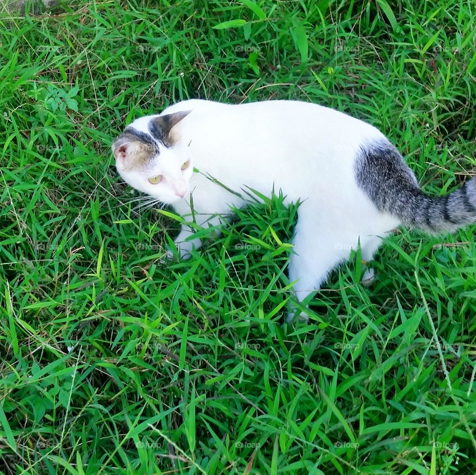 A female cat standing on the grass. She look over her back probably watching her tail.