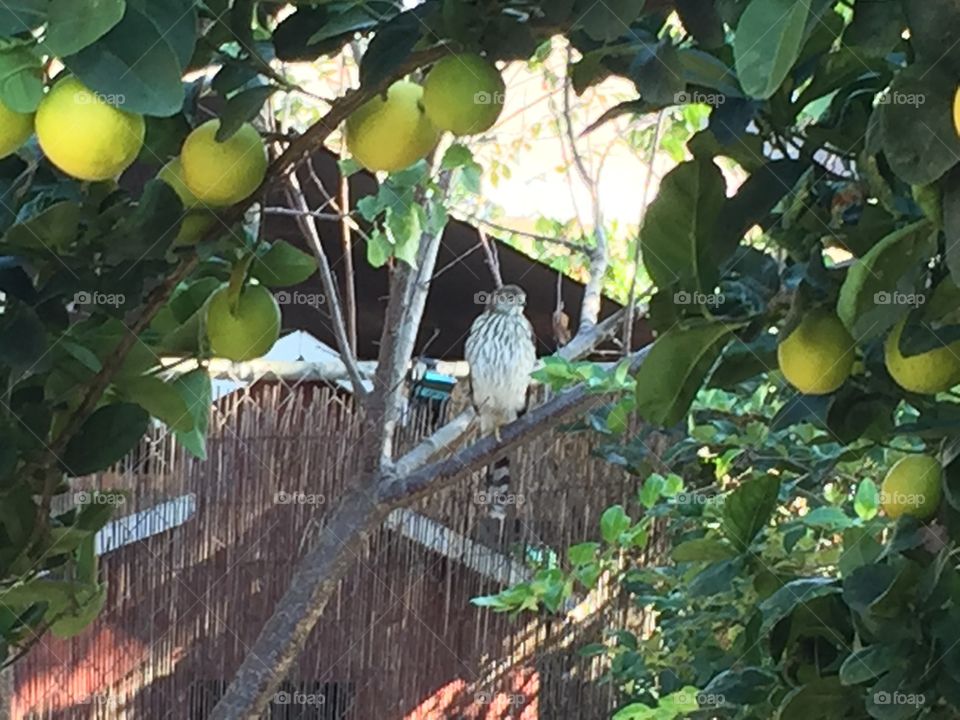 Hawk in a fruit tree