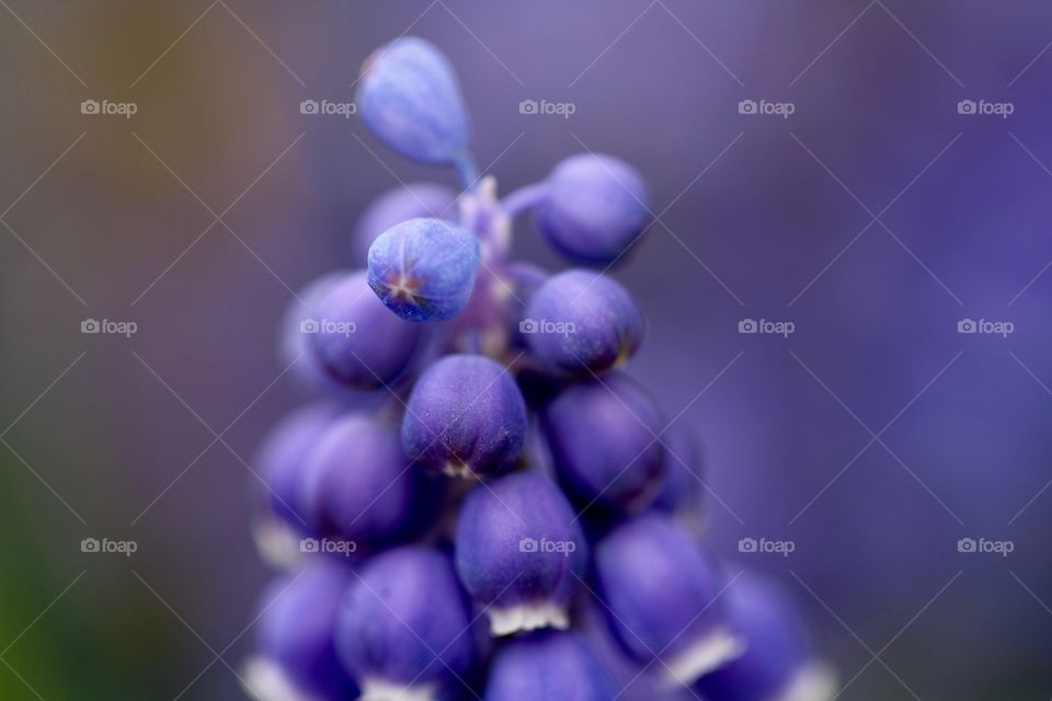 Macro Grape Hyacinth 