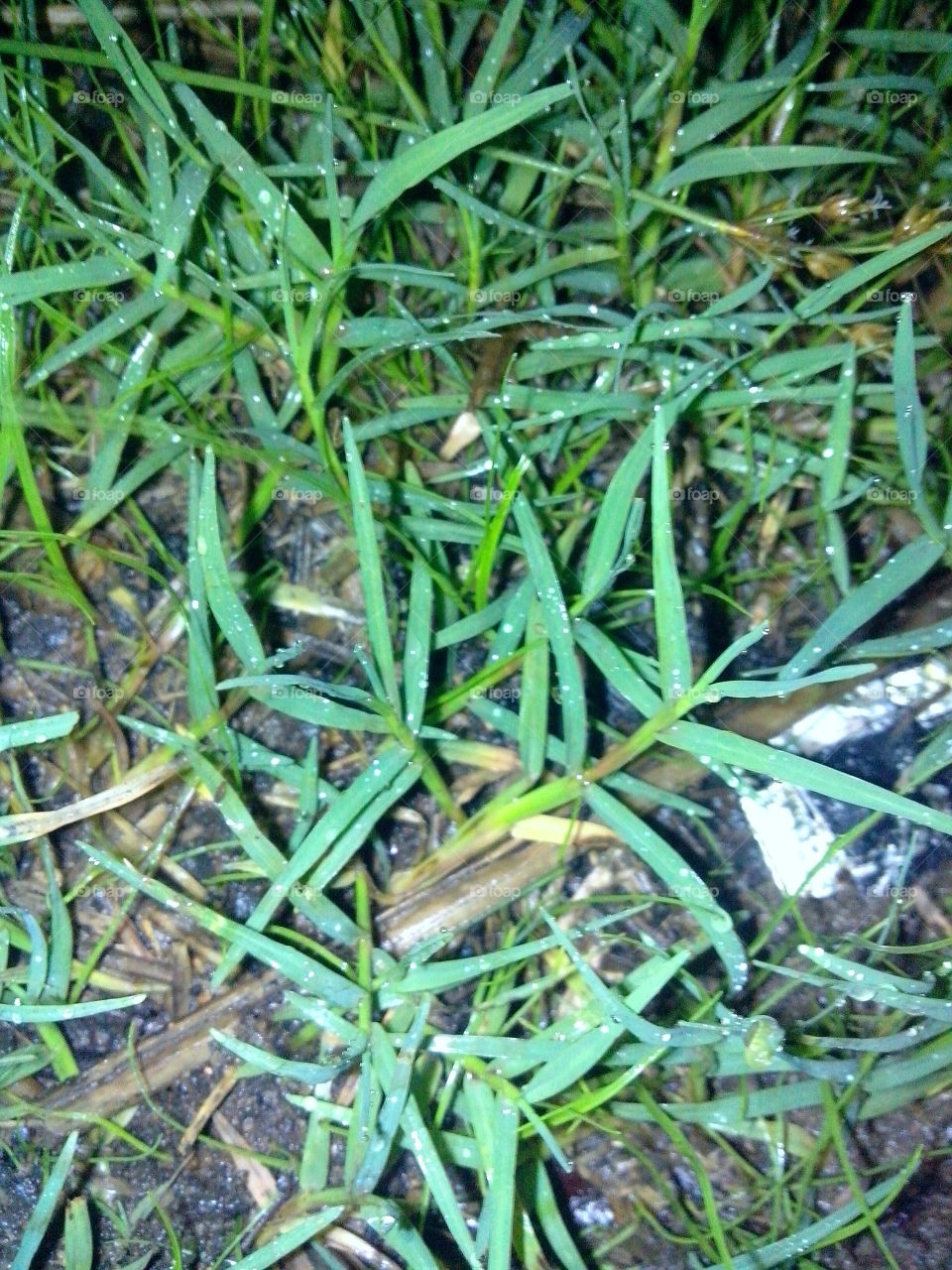 grass