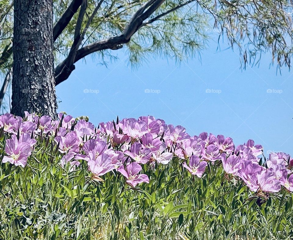 Bed of Flowers 