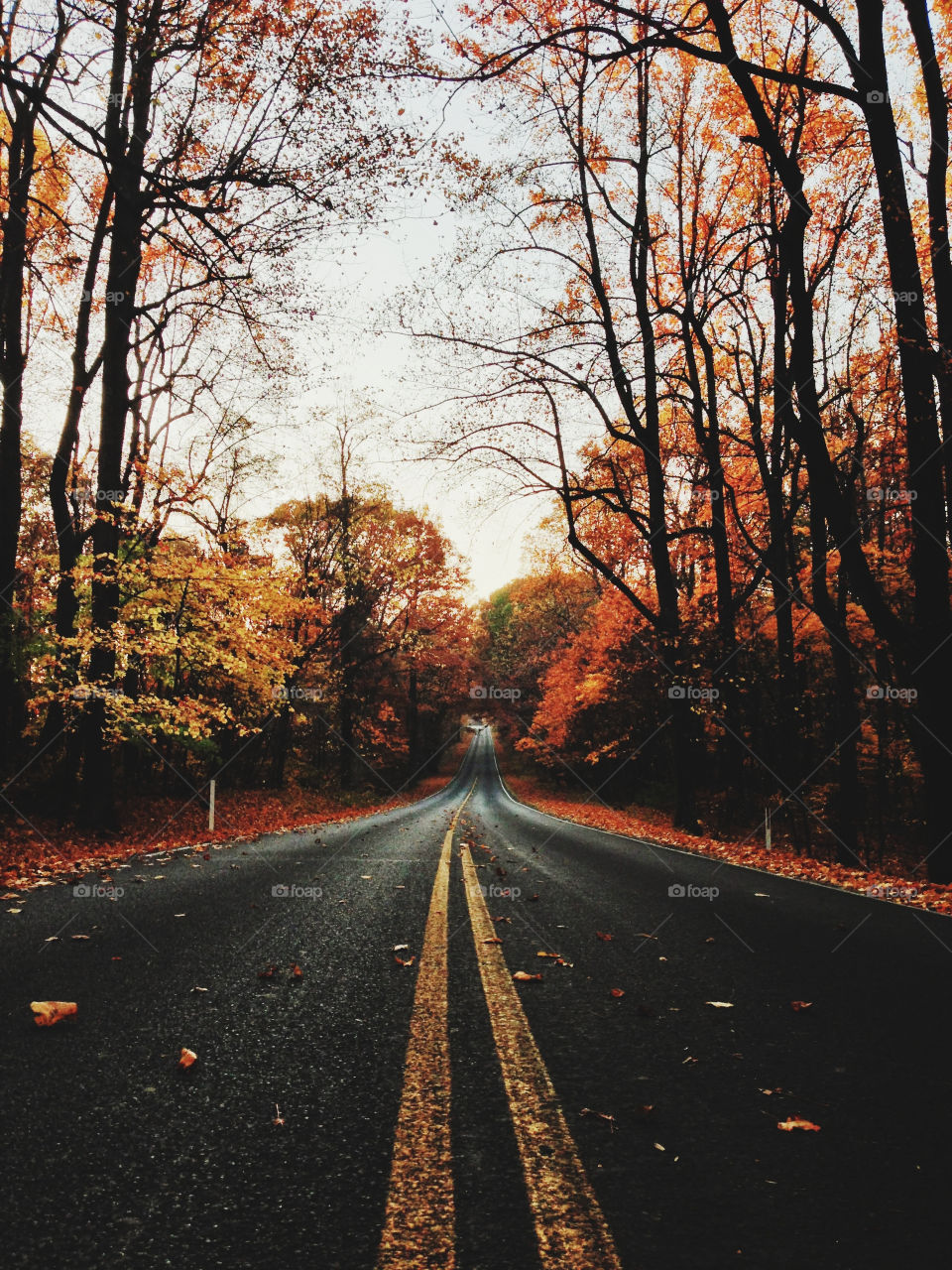 Empty road passing through autumn trees