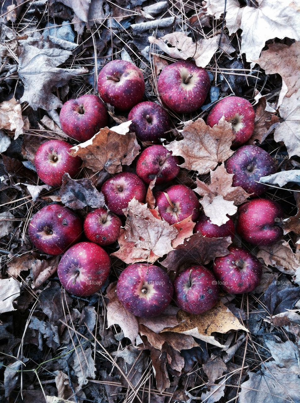 Peace sign of apples in the leaves during Autumn