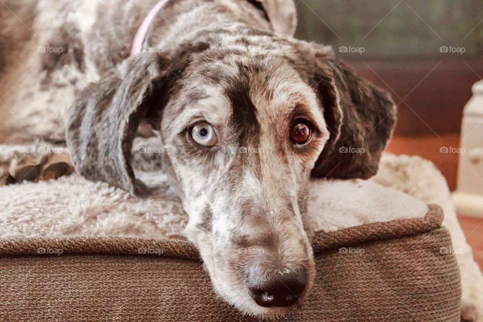 dog with different color eyes