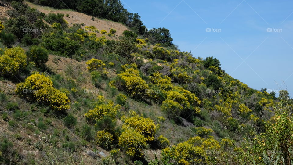 Vegetation on hills of southern California