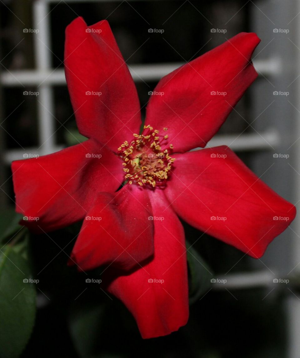 night Focus, red rose