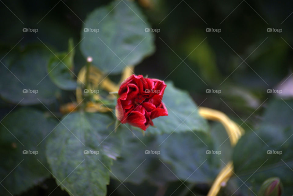 Bud - hope - bright - colour - contrast - composition.