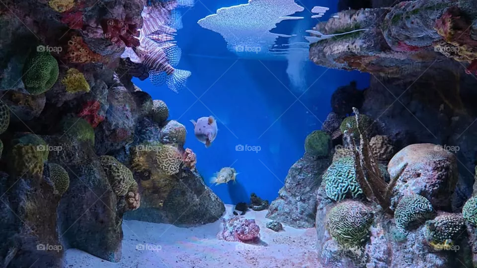 Fish Swimming in a Large Yank
