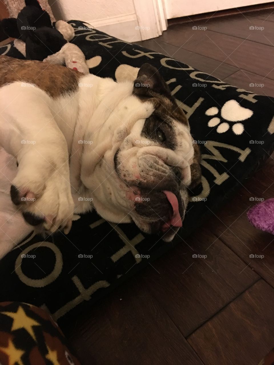 Sleepy bulldog