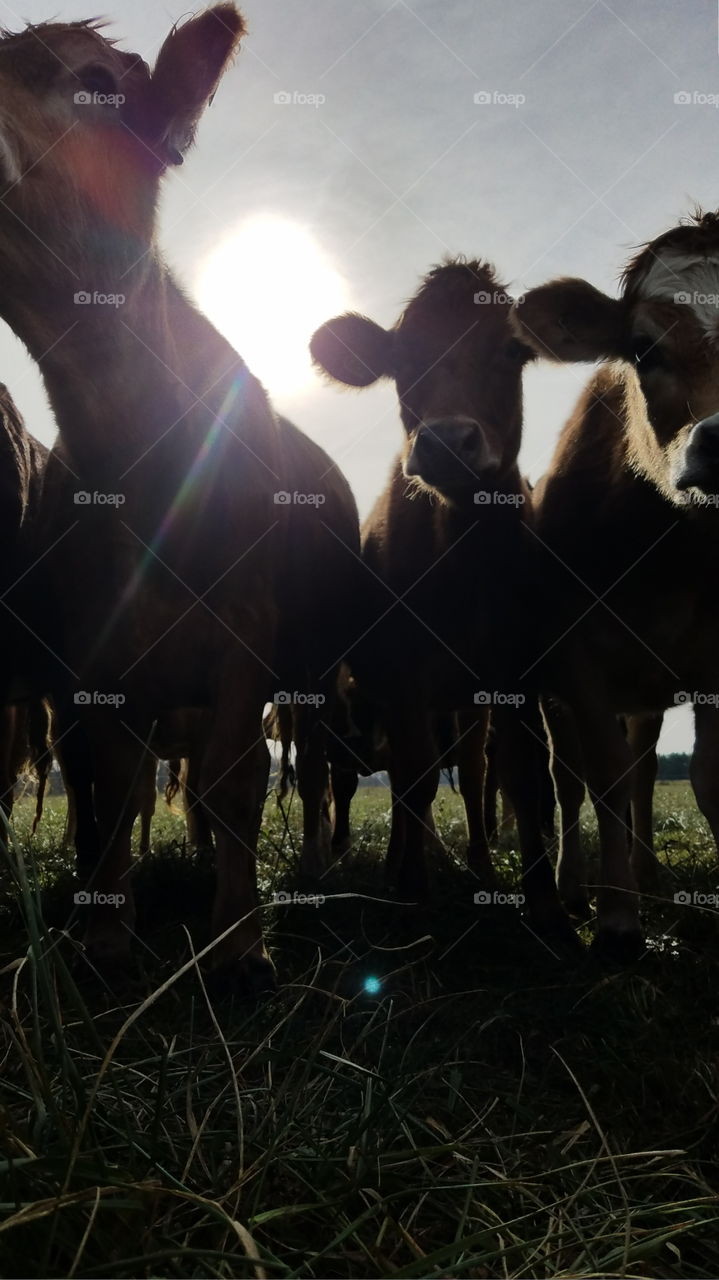 curiosity never killed a cow