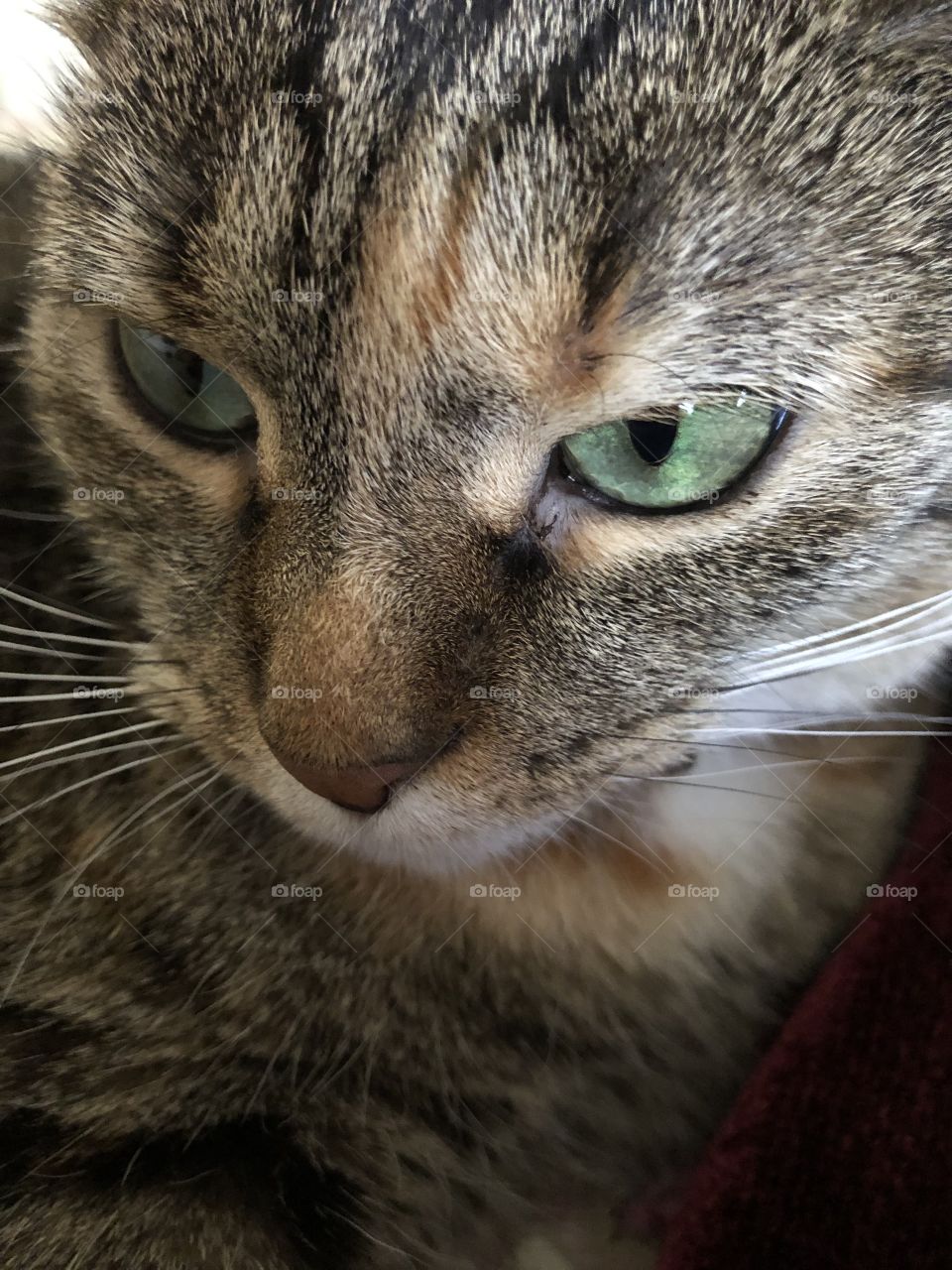 Green eyes green eyed tabby cat 