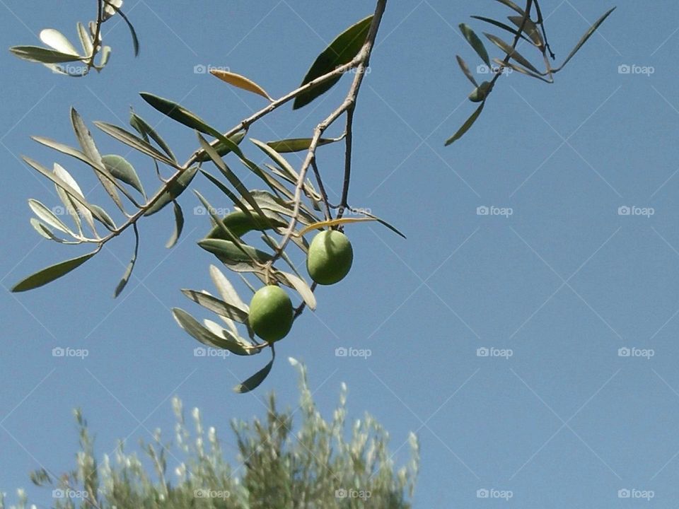 Beautiful olive and leaves.