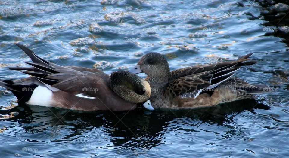 Mated Pair of Wigeon Ducks