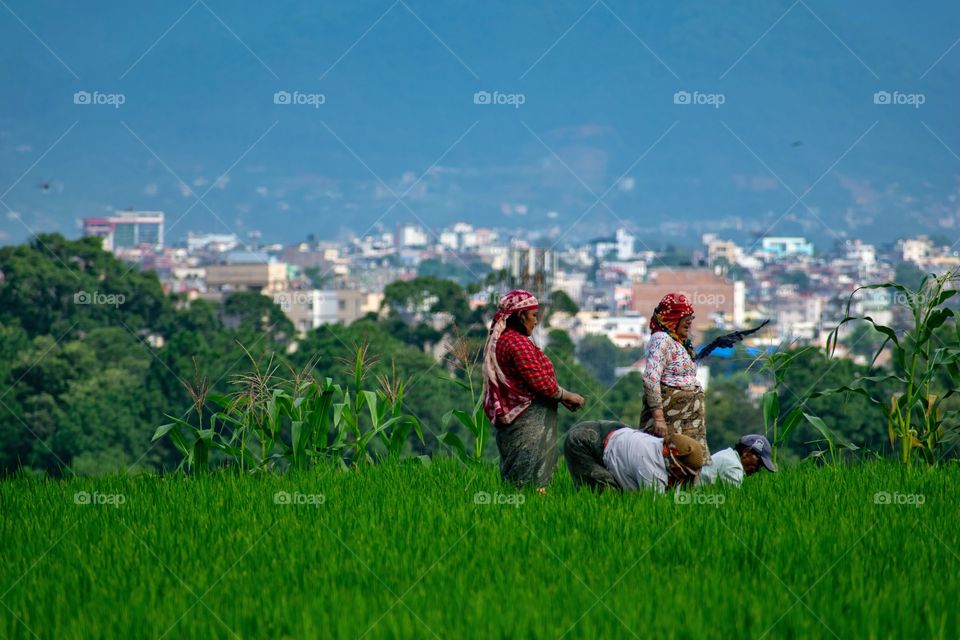 Women working on paddy field nearby city