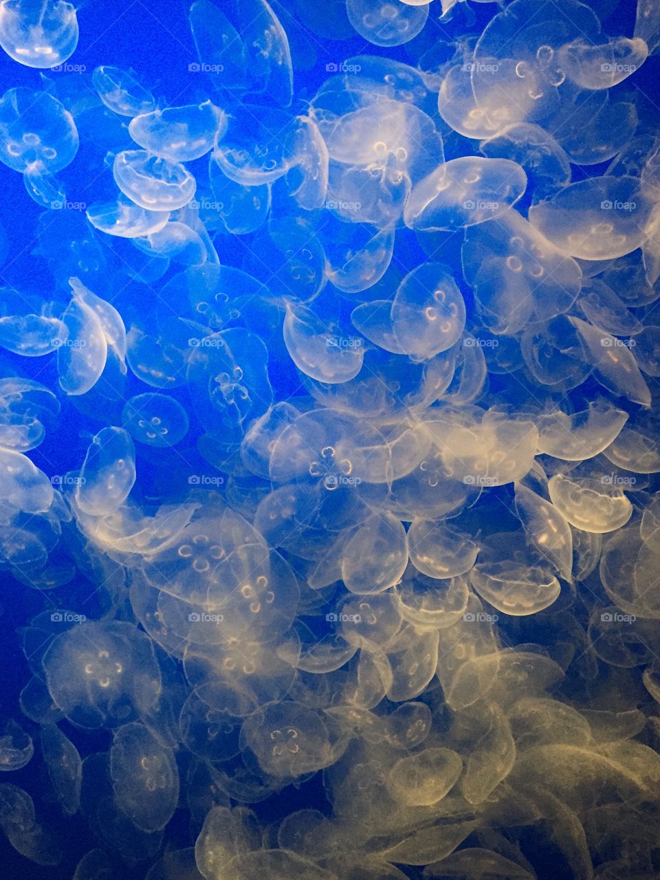 Clear Jellies. Jellyfish at Monterey Bay Aquarium