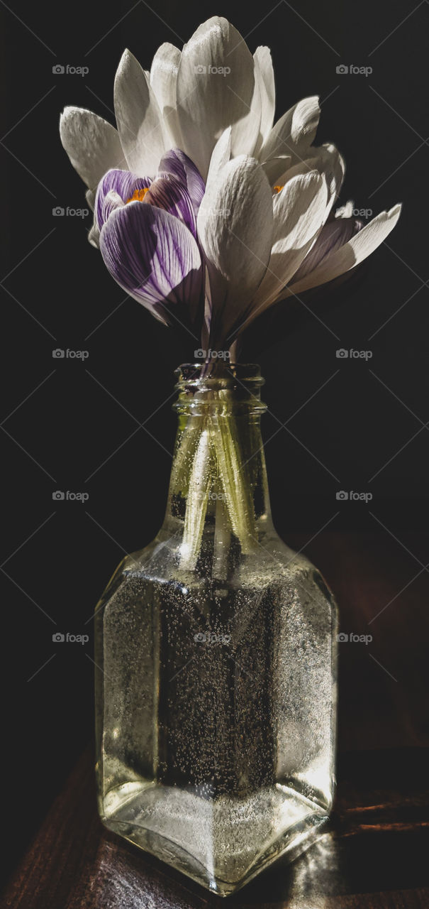 Elegant matte finish photograph of a bouquet of crocus flowers in a vase.