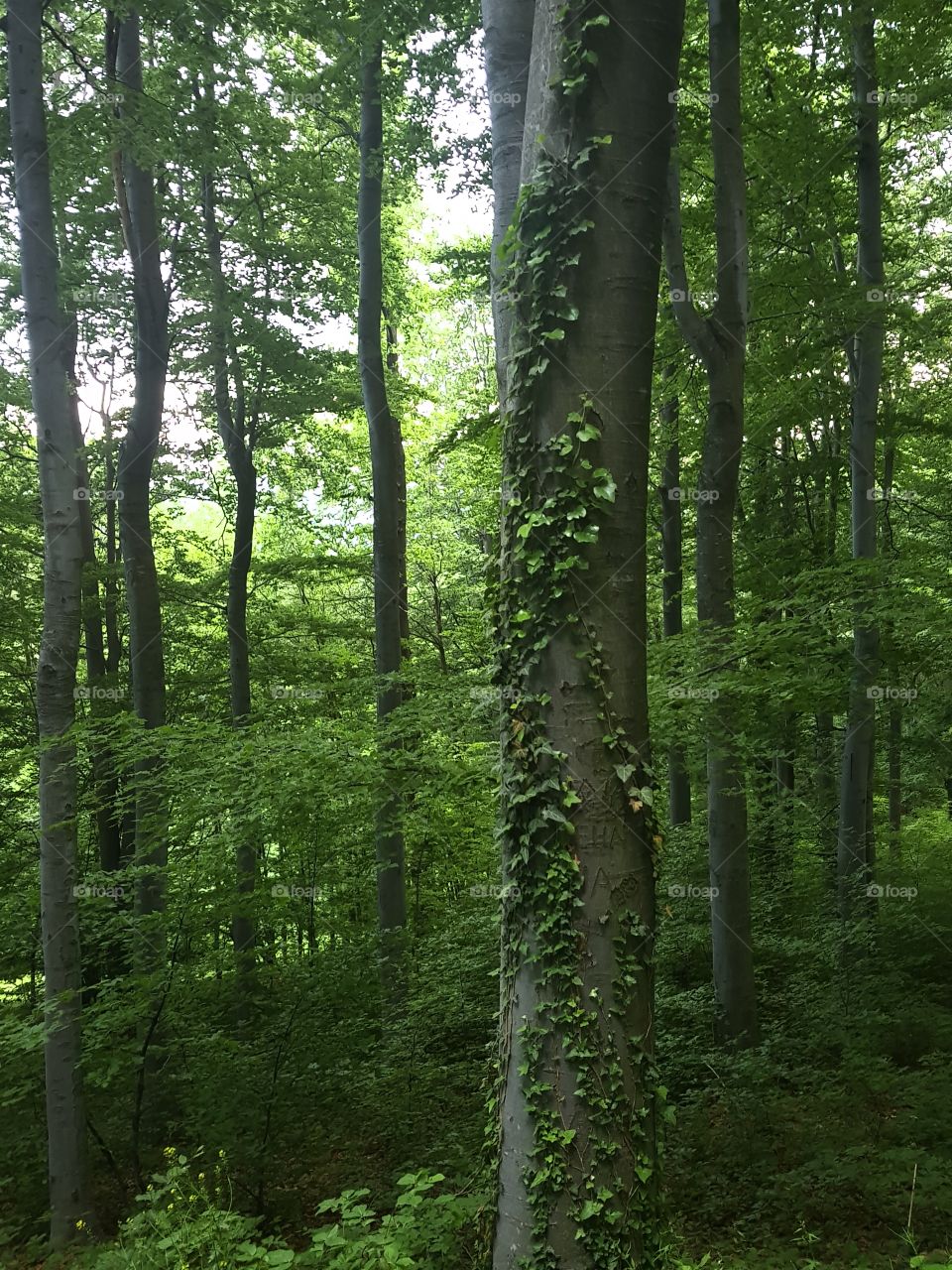 Beautiful Forest in the middle of nowhere