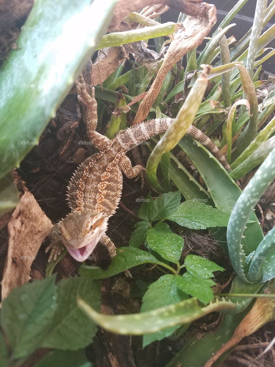 bearded dragon baby lizard