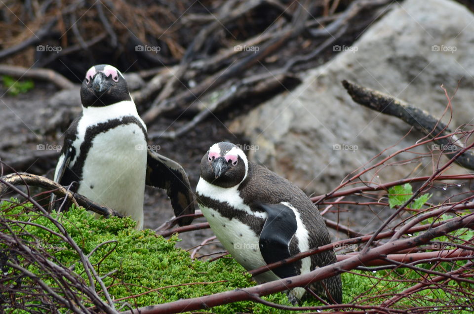 African penguins in South Africa