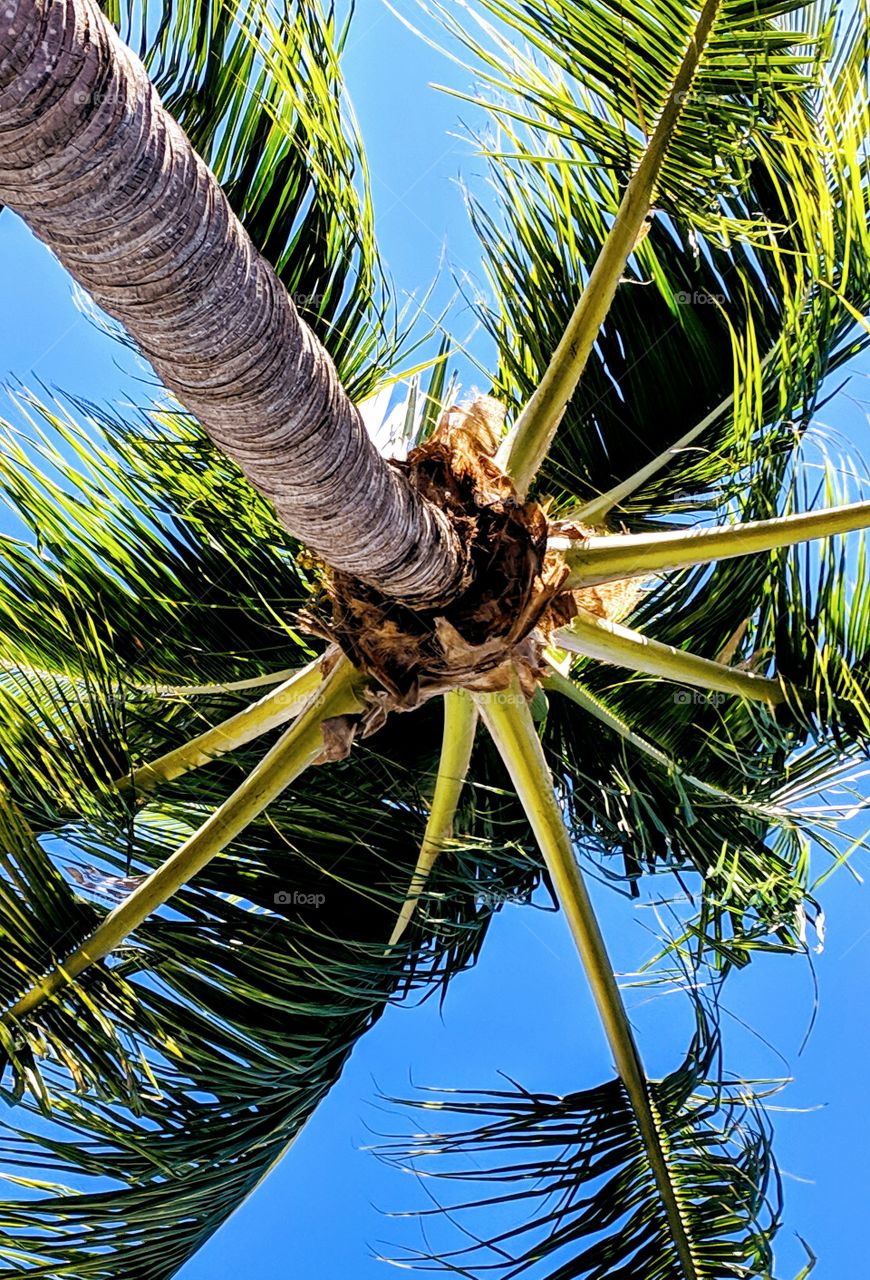 palm tree